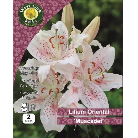 Lilium Oriental Muscadet