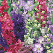 Unwins Larkspur Special Mix Seeds