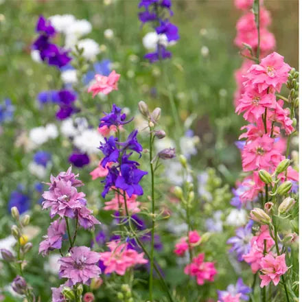 Unwins Larkspur Special Mix Seeds