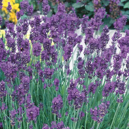Unwins Lavender Munstead Strain