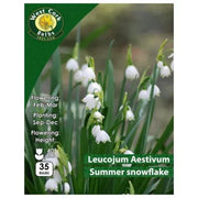 Leucojum Aestivum Summer Snowflake 35 Bulbs Pack