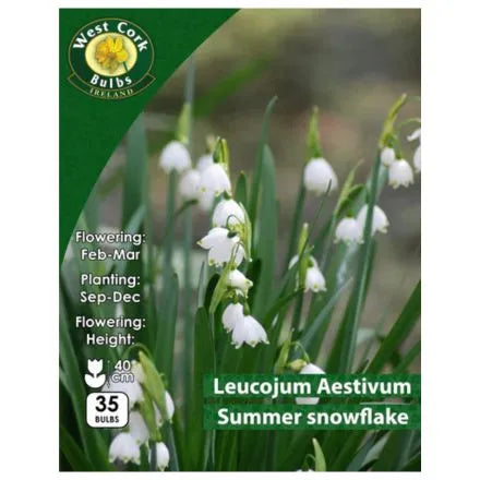 Leucojum Aestivum Summer Snowflake 35 Bulbs Pack