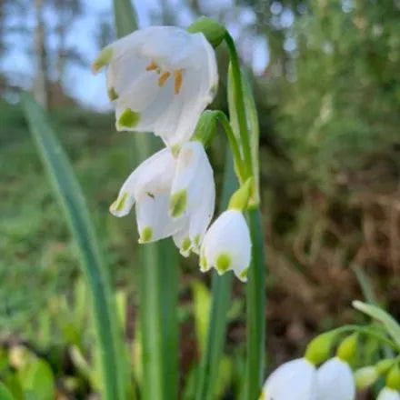 Leucojum Aestivum Summer Snowflake 35 Bulbs Pack