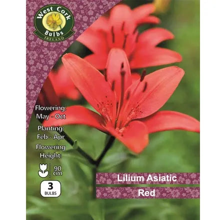 Lilium Asiatic Red Lilium Asiatic Yellow