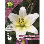 Lilium Asiatic yellow