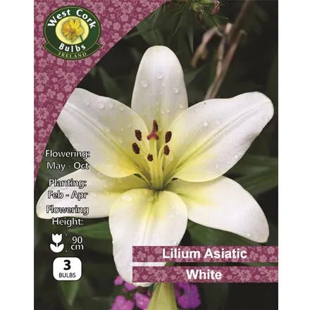 Lilium Asiatic yellow