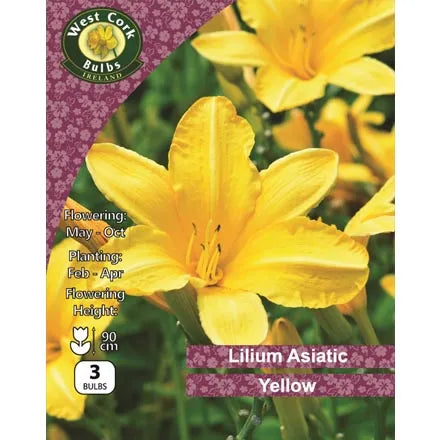 Lilium Asiatic yellow