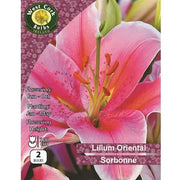 Lilium Oriental - Sorbonne