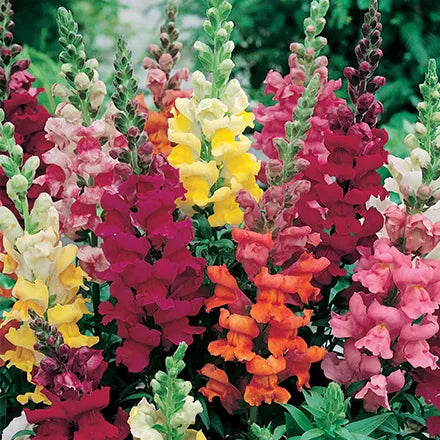 Unwins Little Grower Antirrhinum Snapdragon