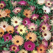 Unwins Livingstone Daisy Tapestry Mix Seeds