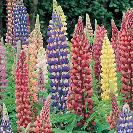 Unwins Lupin Russell Mix Seeds