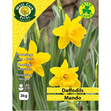 Daffodil Mando 3Kg Net
