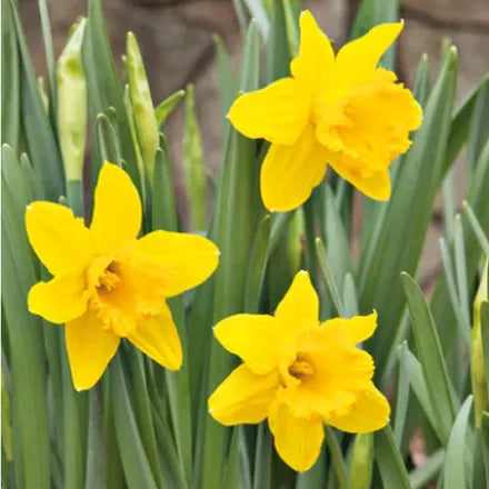 Daffodil Mando 3Kg Net