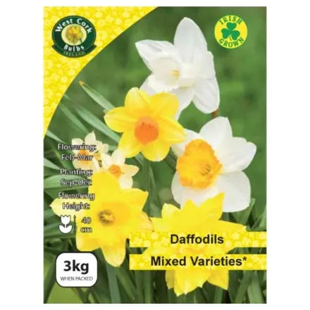 Mixed Daffodils 3kg Net