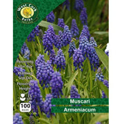 Muscari Armeniacum 100 Bulbs