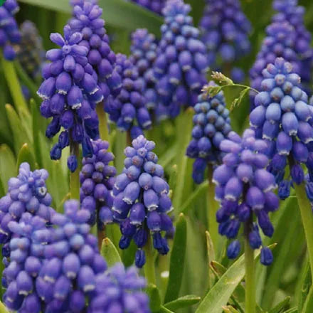 Muscari Armeniacum 100 Bulbs