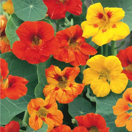 Unwins Nasturtium Tall Mix Seeds