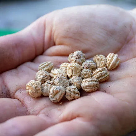 Unwins Nasturtium Tall Mix Seeds