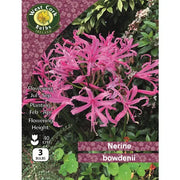 Nerine ' Bowdenii '