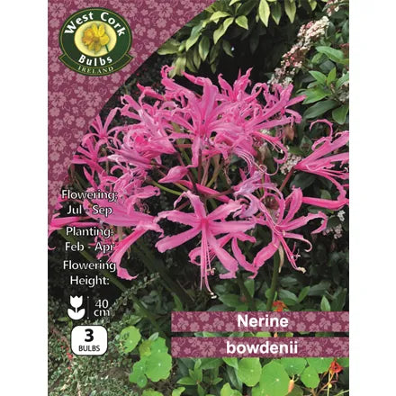 Nerine ' Bowdenii '