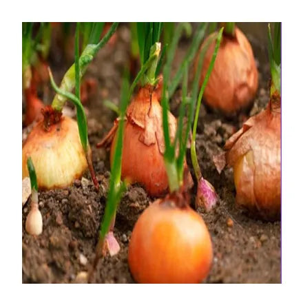 Spring Onion Sets ' Stuttgarter '