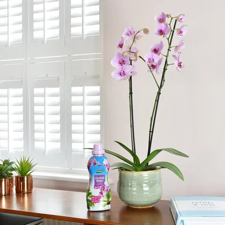 Westland Orchid Water 720ml