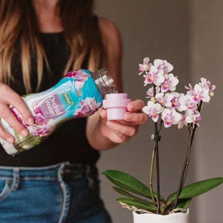 Westland Orchid Water 720ml