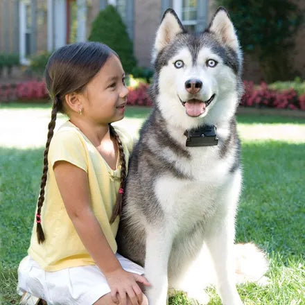 PetSafe Super Radio Fence for Large or Stubborn Dogs