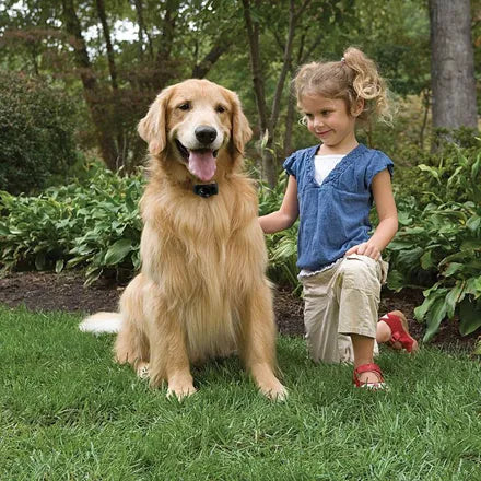 PetSafe Standard Radio Fence for Small to Medium Dogs