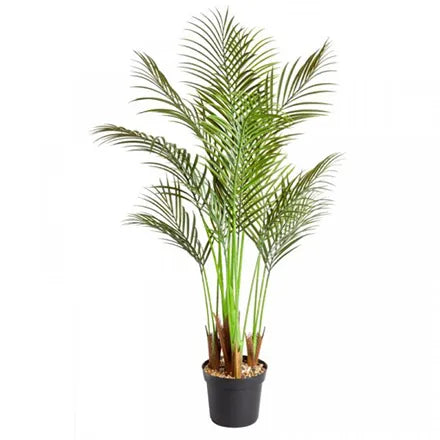 Phoenix Palm Plant 124cm