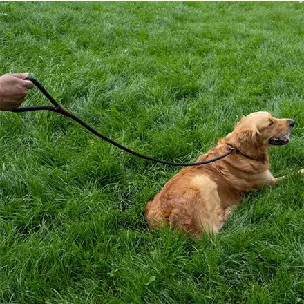 Primo - Jet Walkabout Dog Slip Lead (150 x 1cm)