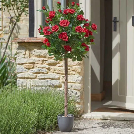 Regent's Roses Red