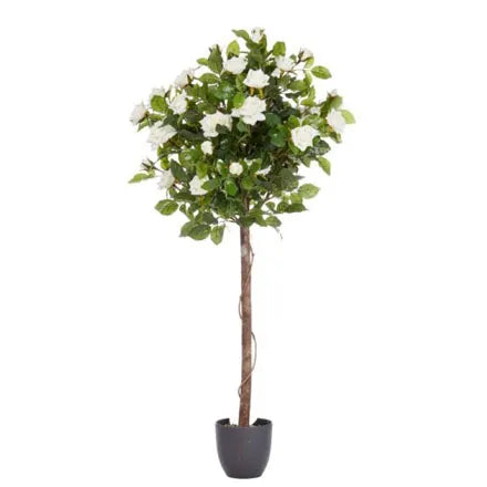 Regent's Roses White