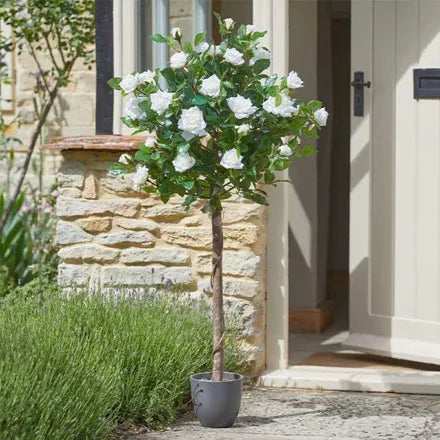 Regent's Roses White