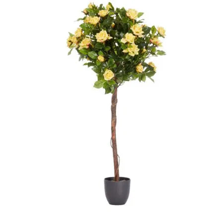 Regent's Roses White