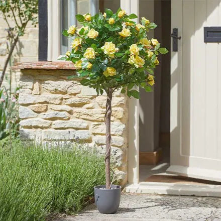 Regent's Roses White