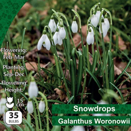 Snowdrop Galanthus Woronowii 35 Bulbs Pack 5/6