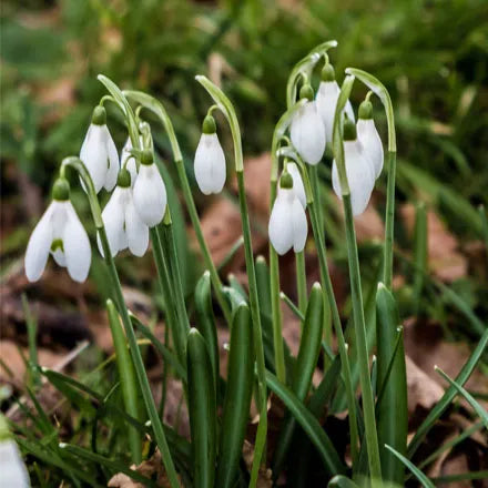 Snowdrop Galanthus Woronowii 35 Bulbs Pack 5/6