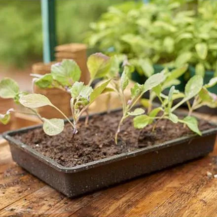 Rigid Seed Tray