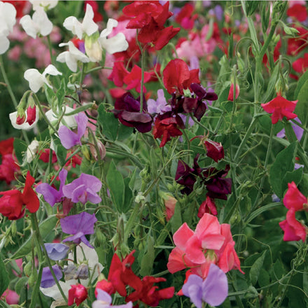 Unwins Sweet Pea "120 Years" Seeds