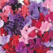 Unwins Sweet Pea Galaxy Mix