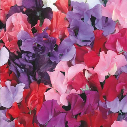 Unwins Sweet Pea Galaxy Mix