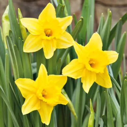 Daffodil Tamara 3kg Net