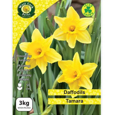 Daffodil Tamara 3kg Net