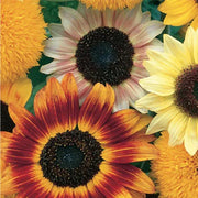 Unwins Sunflower Toy Shop Seeds