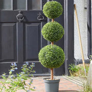 Trio Topiary Garden Tree 120cm