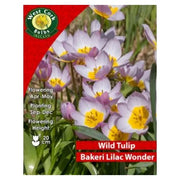 Tulip Species Bakeri Lilac 25 Bulbs