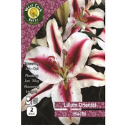 Lilium Oriental Hachi