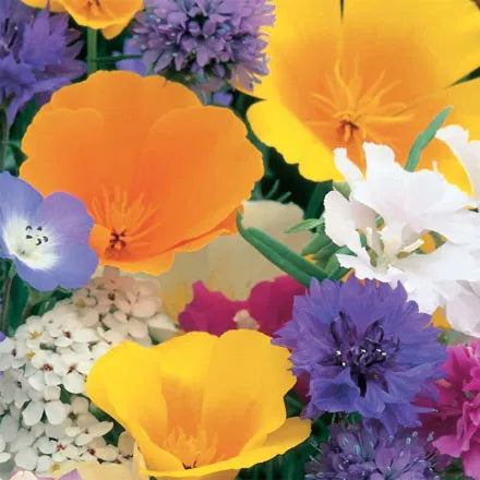 Annual Flower Dwarf Unwins Special Mix