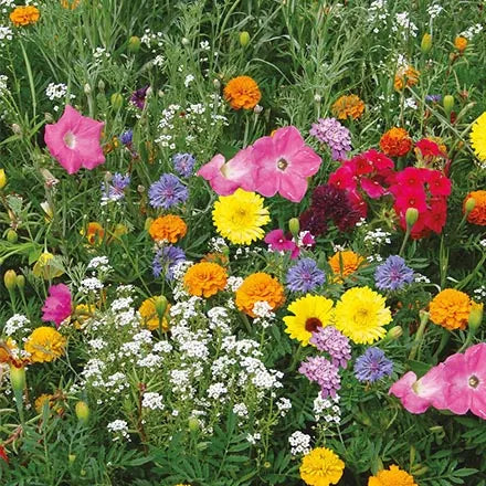 Unwins Annuals Flowers Container Mix